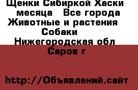 Щенки Сибиркой Хаски 2 месяца - Все города Животные и растения » Собаки   . Нижегородская обл.,Саров г.